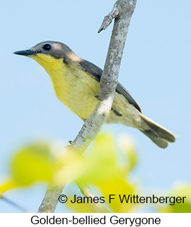 Golden-bellied Gerygone - &copy; James F Wittenberger and Exotic Birding LLC