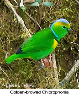 Golden-browed Chlorophonia - &copy; Laura L Fellows and Exotic Birding LLC