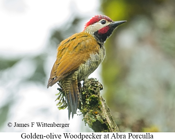 Golden-olive Woodpecker - &copy; James F Wittenberger and Exotic Birding LLC