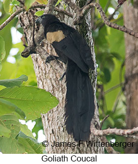 Goliath Coucal - &copy; James F Wittenberger and Exotic Birding LLC