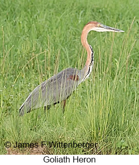 Goliath Heron - &copy; James F Wittenberger and Exotic Birding LLC