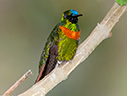 Gould's Jewelfront - &copy; James F Wittenberger and Exotic Birding LLC