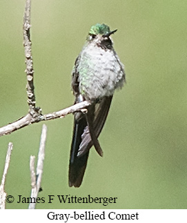 Gray-bellied Comet - &copy; James F Wittenberger and Exotic Birding LLC