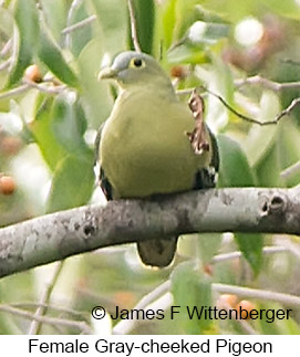 Gray-cheeked Pigeon - &copy; James F Wittenberger and Exotic Birding LLC