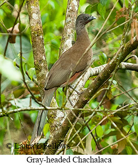 Gray-headed Chachalaca - &copy; Laura L Fellows and Exotic Birding LLC