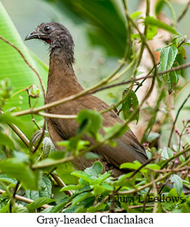Gray-headed Chachalaca - &copy; Laura L Fellows and Exotic Birding LLC