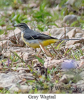 Gray Wagtail - &copy; James F Wittenberger and Exotic Birding LLC
