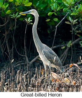 Great-billed Heron - &copy; James F Wittenberger and Exotic Birding LLC