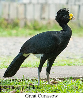 Great Curassow - &copy; Laura L Fellows and Exotic Birding LLC