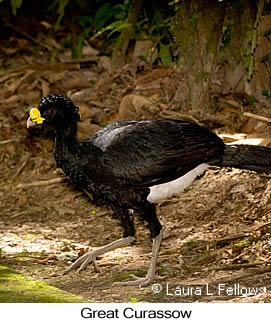 Great Curassow - &copy; Laura L Fellows and Exotic Birding LLC