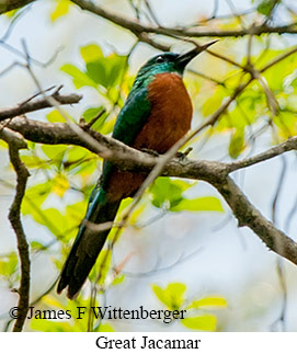 Great Jacamar - &copy; Laura L Fellows and Exotic Birding LLC