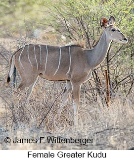 Greater Kudu - © James F Wittenberger and Exotic Birding LLC Greater Kudu - © James F Wittenberger and Exotic Birding LLC