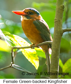 Green-backed Kingfisher - &copy; James F Wittenberger and Exotic Birding LLC