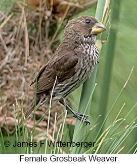 Grosbeak Weaver - &copy; James F Wittenberger and Exotic Birding LLC