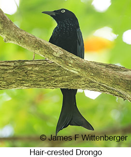 Hair-crested Drongo - &copy; James F Wittenberger and Exotic Birding LLC