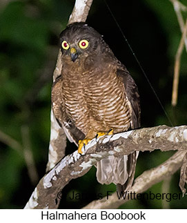 Halmahera Boobook - &copy; James F Wittenberger and Exotic Birding LLC