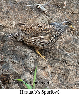 Hartlaub's Spurfowl - &copy; James F Wittenberger and Exotic Birding LLC