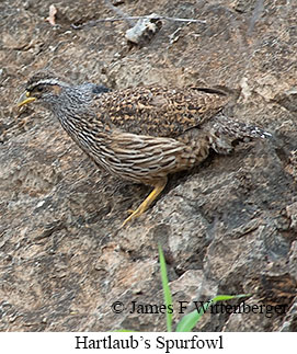 Hartlaub's Spurfowl - &copy; James F Wittenberger and Exotic Birding LLC