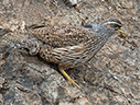 Hartlaub's Spurfowl - &copy; James F Wittenberger and Exotic Birding LLC