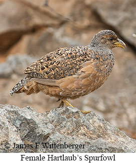 Hartlaub's Spurfowl - © James F Wittenberger and Exotic Birding LLC Hartlaub's Spurfowl - © James F Wittenberger and Exotic Birding LLC