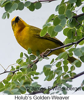 Holub's Golden-Weaver - &copy; James F Wittenberger and Exotic Birding LLC