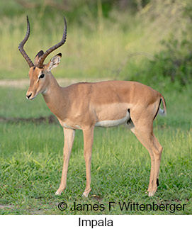 Impala - &copy; James F Wittenberger and Exotic Birding LLC