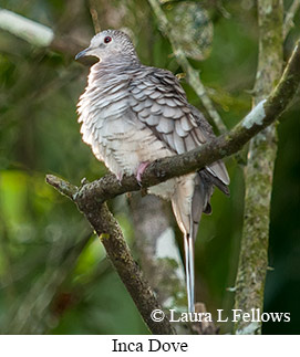 Inca Dove - &copy; Laura L Fellows and Exotic Birding LLC