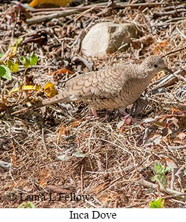 Inca Dove - &copy; Laura L Fellows and Exotic Birding LLC