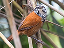 Inca Wren - &copy; James F Wittenberger and Exotic Birding LLC