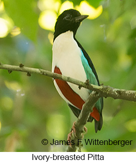 Ivory-breasted Pitta - &copy; James F Wittenberger and Exotic Birding LLC
