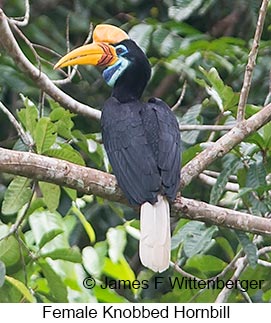 Knobbed Hornbill - &copy; James F Wittenberger and Exotic Birding LLC