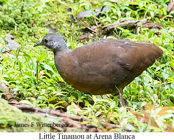 Little Tinamou - &copy; James F Wittenberger and Exotic Birding LLC