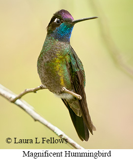 Magnificent Hummingbird - © Laura L Fellows and Exotic Birding LLC Magnificent Hummingbird - © Laura L Fellows and Exotic Birding LLC
