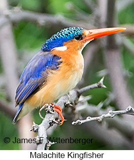 Malachite Kingfisher - &copy; James F Wittenberger and Exotic Birding LLC