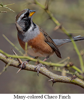 Many-colored Chaco Finch - courtesy Cesar Bollatty
