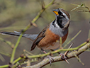 Many-colored Chaco Finch - courtesy Cesar Bollaty