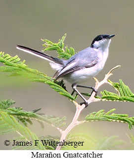 Mara�on Gnatcatcher - &copy; James F Wittenberger and Exotic Birding LLC