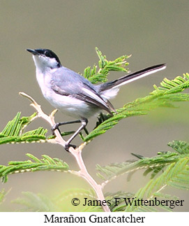 Mara�on Gnatcatcher - &copy; James F Wittenberger and Exotic Birding LLC