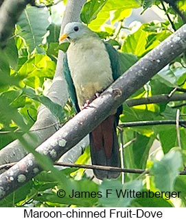 Maroon-chinned Fruit-Dove - &copy; James F Wittenberger and Exotic Birding LLC