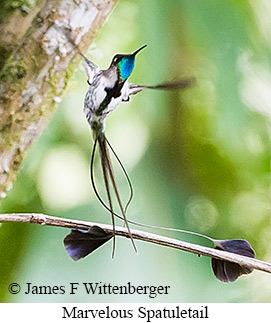 Marvelous Spatuletail - &copy; James F Wittenberger and Exotic Birding LLC