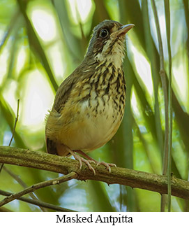 Masked Antpitta - courtesy Cesar Bollatty