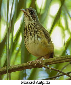 Masked Antpitta - courtesy Cesar Bollatty