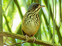 Masked Antpitta - courtesy Cesar Bollaty