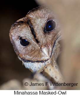 Minahassa Masked-Owl - &copy; James F Wittenberger and Exotic Birding LLC