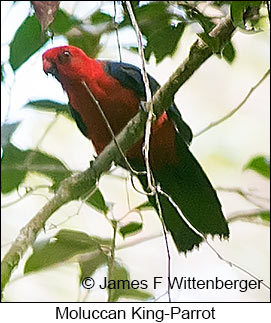Moluccan King-Parrot - &copy; James F Wittenberger and Exotic Birding LLC