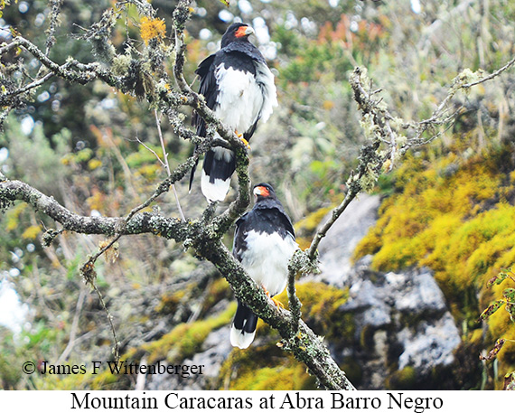 Mountain Caracara - &copy; James F Wittenberger and Exotic Birding LLC