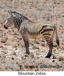 Mountain Zebra - &copy; James F Wittenberger and Exotic Birding LLC
