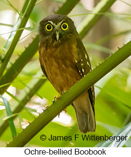Ochre-bellied Boobook - &copy; James F Wittenberger and Exotic Birding LLC