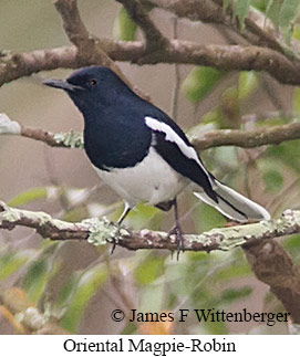 Oriental Magpie-Robin - &copy; James F Wittenberger and Exotic Birding LLC