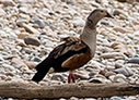 Orinoco Goose - &copy; James F Wittenberger and Exotic Birding LLC
